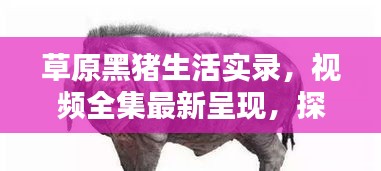 草原黑豬生活實錄，視頻全集最新呈現(xiàn)，探索黑豬草原生活的獨(dú)特魅力