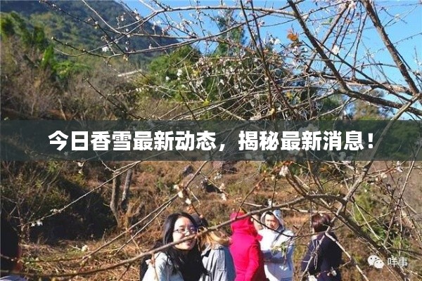 今日香雪最新動(dòng)態(tài)，揭秘最新消息！