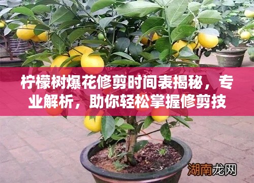 檸檬樹爆花修剪時間表揭秘，專業(yè)解析，助你輕松掌握修剪技巧